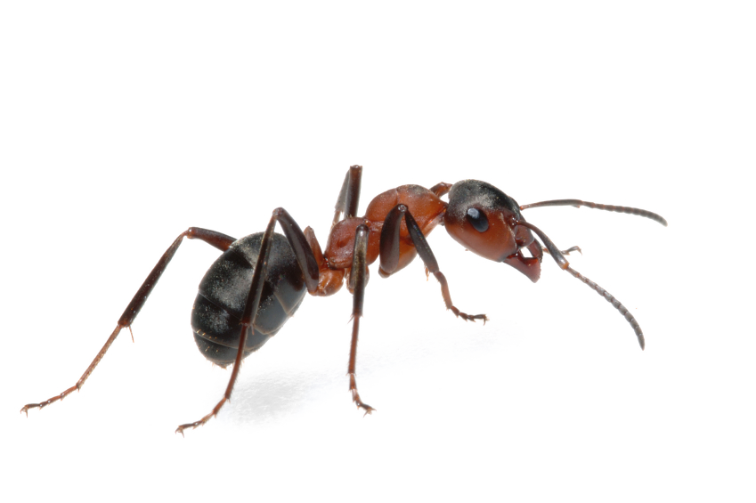 Ant Transparent PNG Image