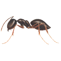 Ant PNG