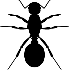 Ant Transparent PNG Image