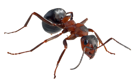 Ant Transparent PNG Image