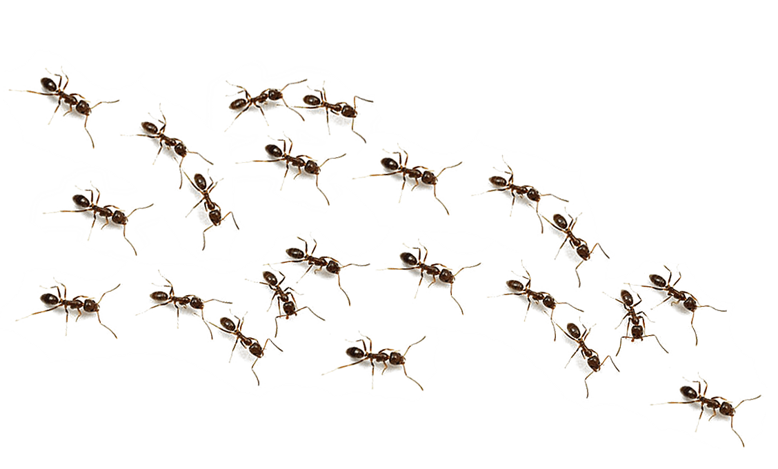 Ants Transparent PNG Image