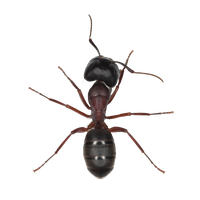 Ant PNG