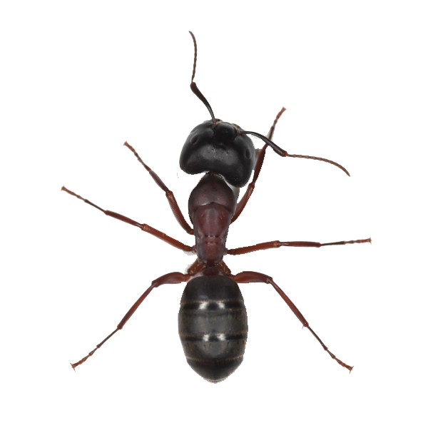 Ant Transparent PNG Image