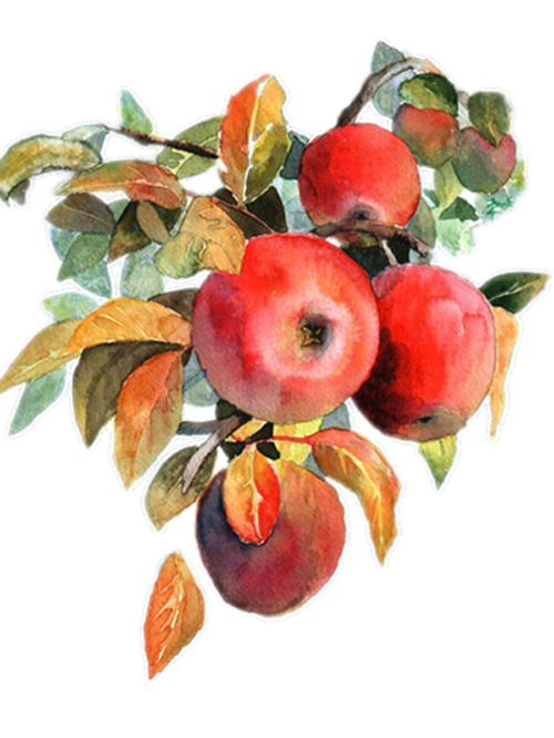 Watercolor Fruit Painting Apple Free Download PNG HD PNG Image