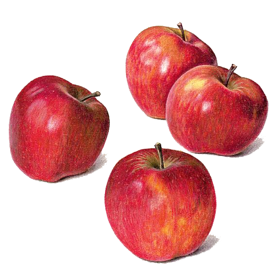 Life Apple Watercolor Still Painting Drawing PNG Image