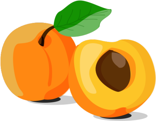 apricot clip art