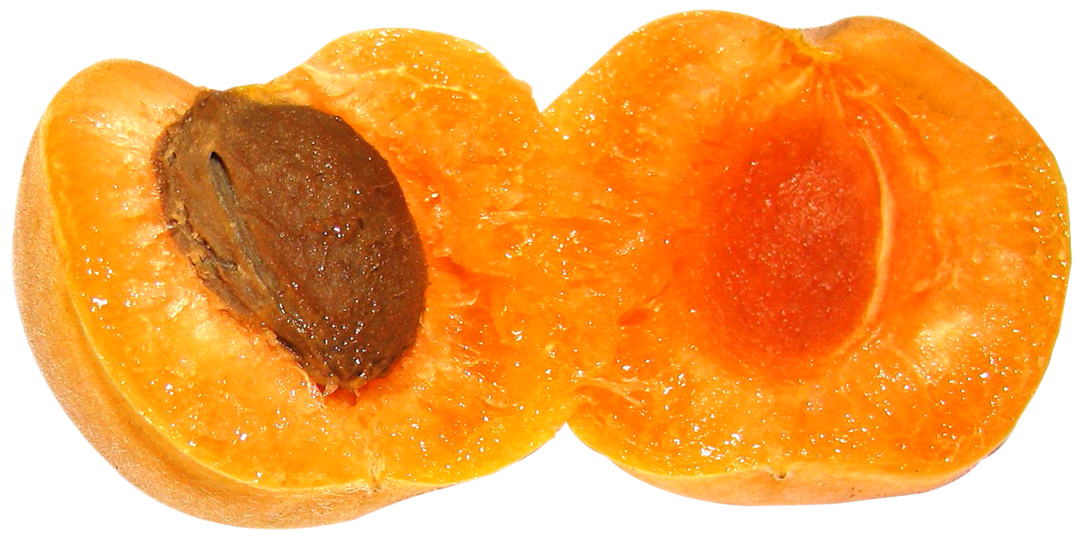Apricot Fruit Slice Download Free Image PNG Image