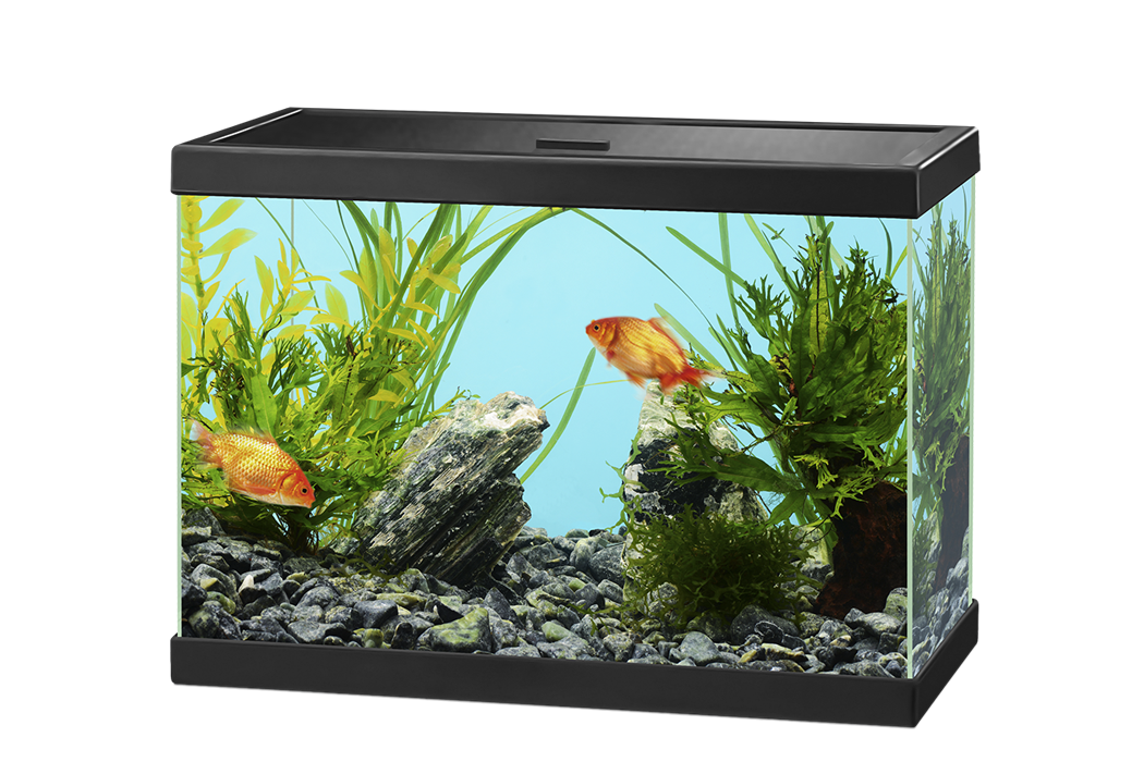 Glass Fish Tank Aquarium Download Free Image PNG Image