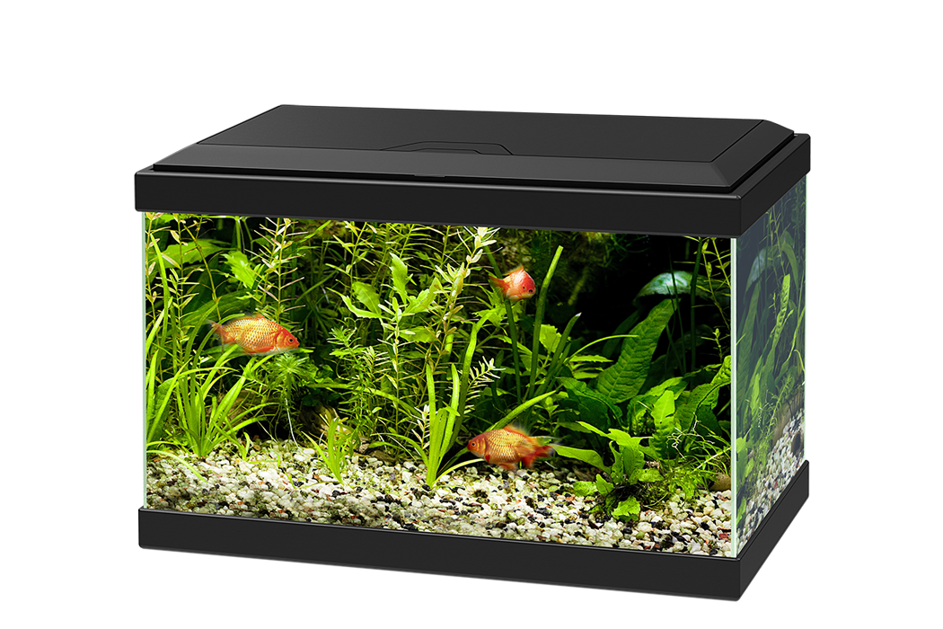 Glass Fish Tank Aquarium PNG Image | FreePNGImg