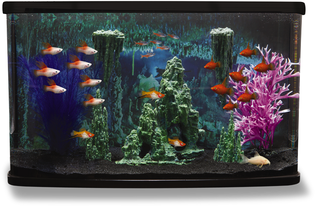 Fish Cave Tank Theme HD Image Free PNG Image