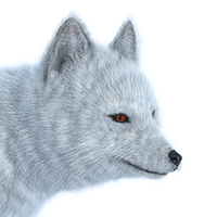 Arctic fox PNG