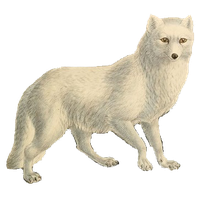 Arctic fox PNG