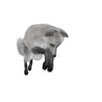 Arctic fox PNG