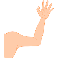 Arm Photos PNG Image