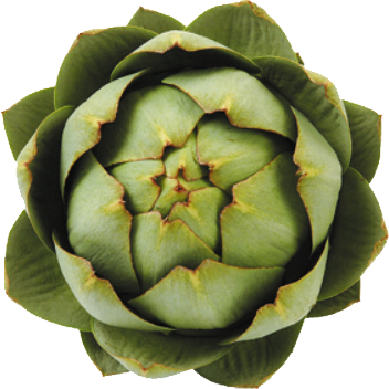Artichoke Transparent PNG Image