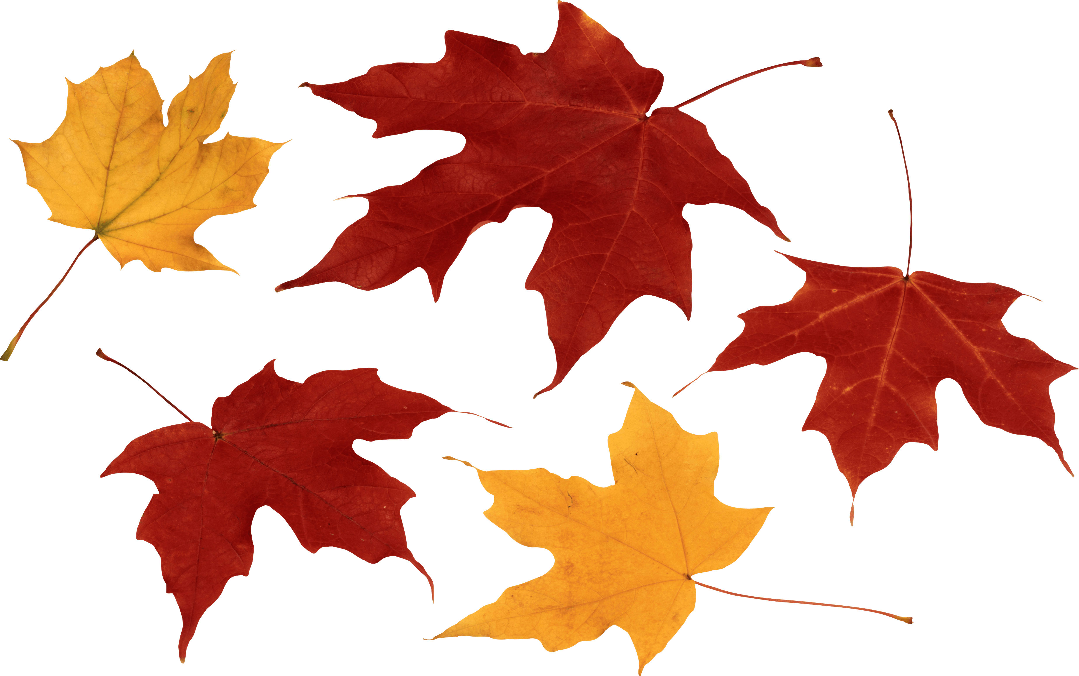 Autumn Picture PNG Image