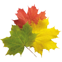 Download Autumn Leaves Free PNG photo images and clipart