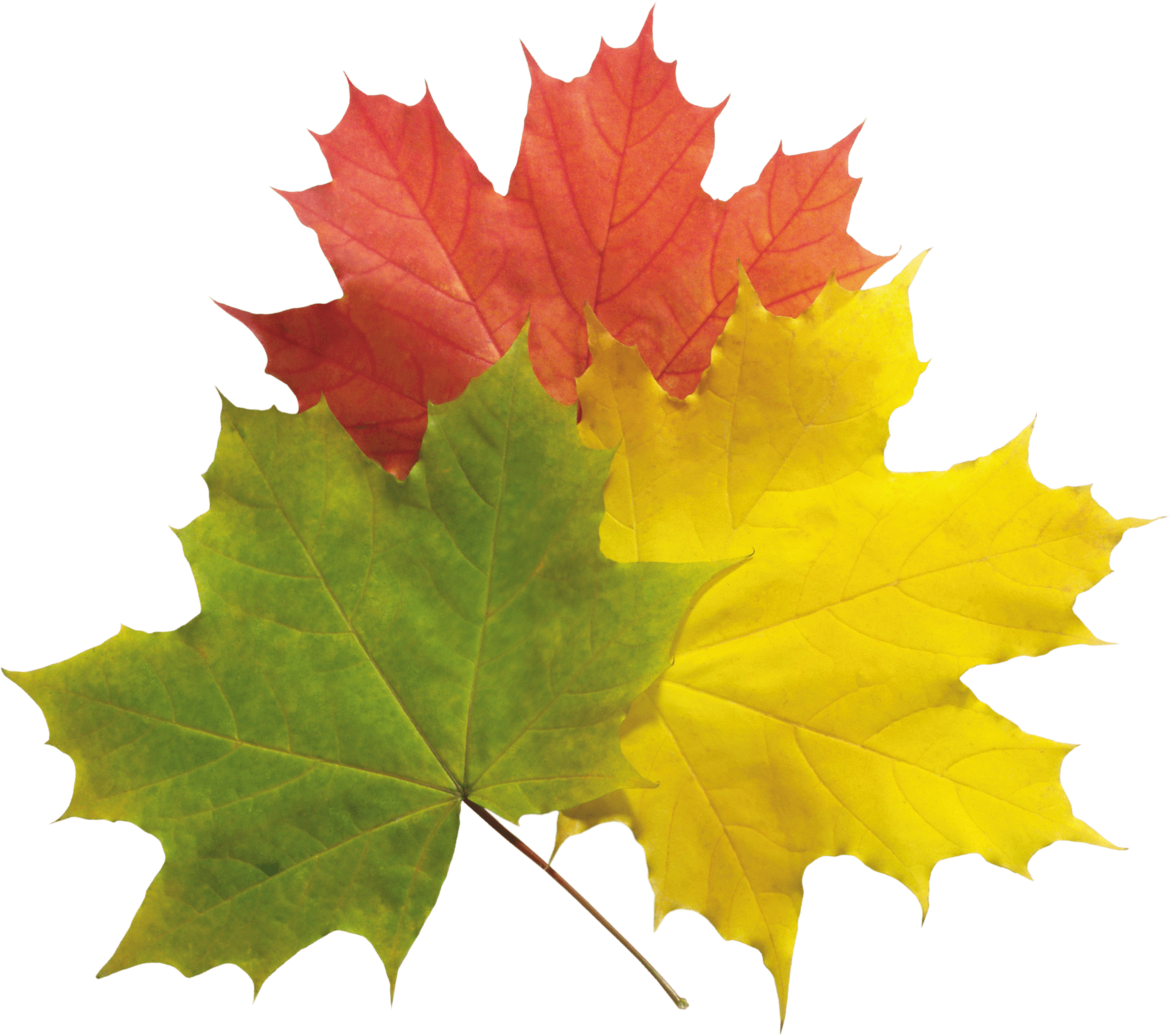 Autumn Png Leaves PNG Image