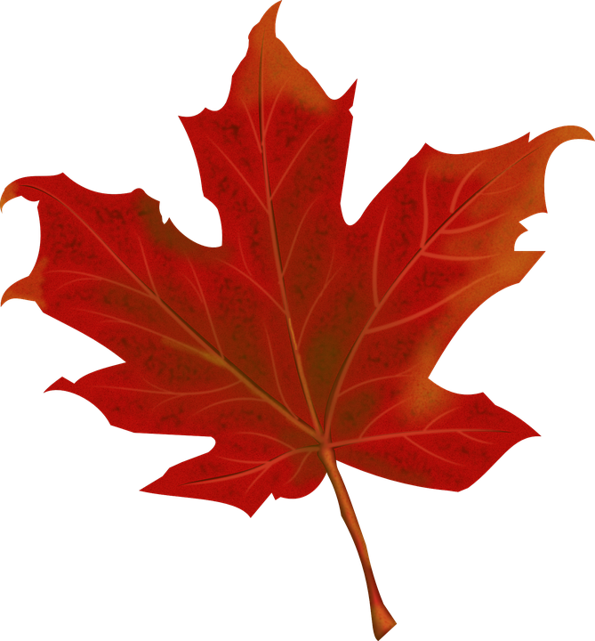 Autumn Vector Leaf Free Download PNG HQ PNG Image
