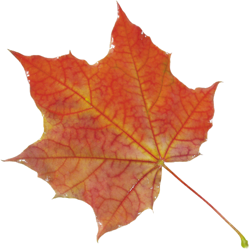 Autumn Vector Leaf Free HD Image PNG Image