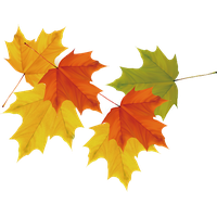 Download Herb Free PNG photo images and clipart | FreePNGImg