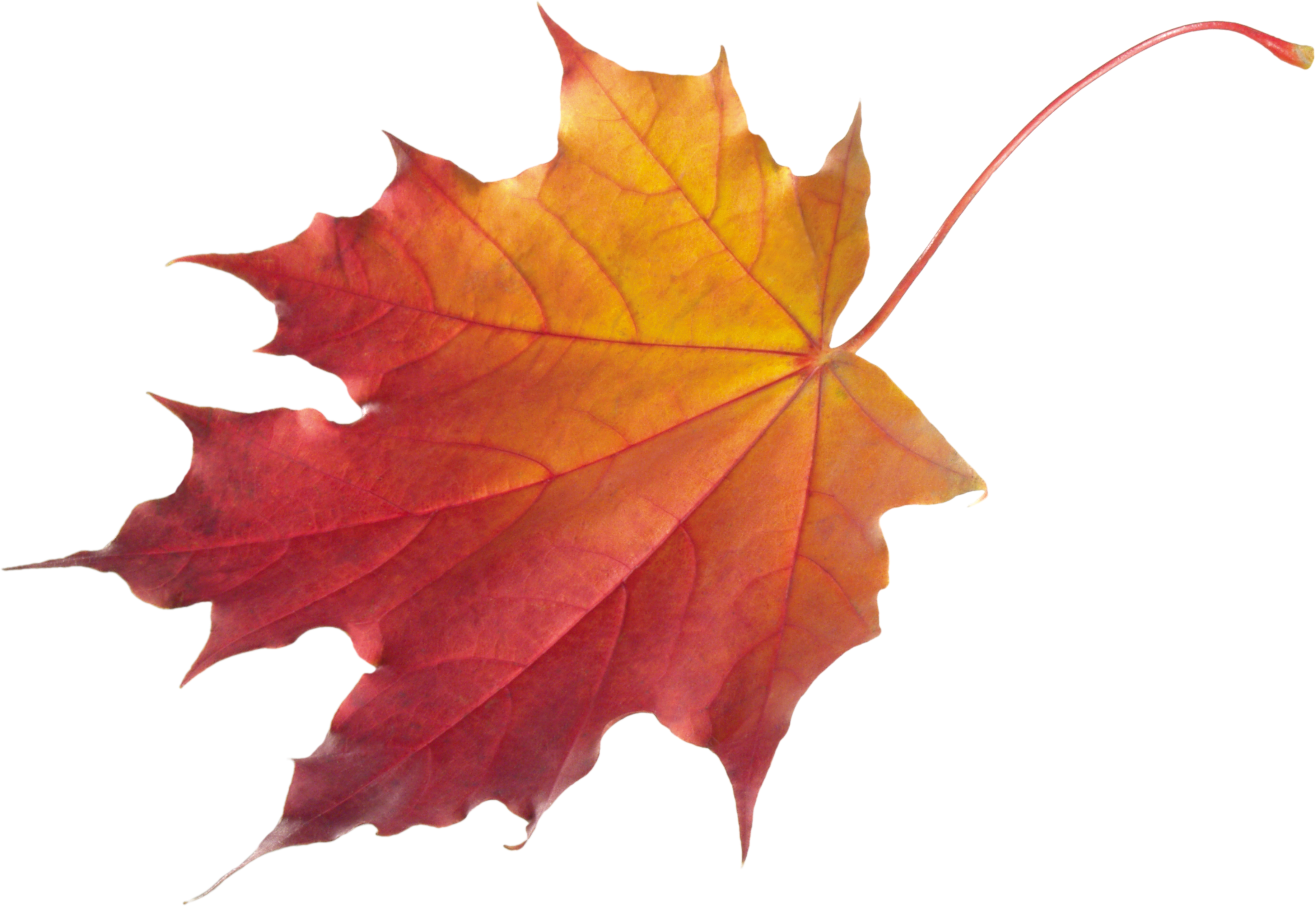 Autumn Vector Leaf HD Image Free PNG Image