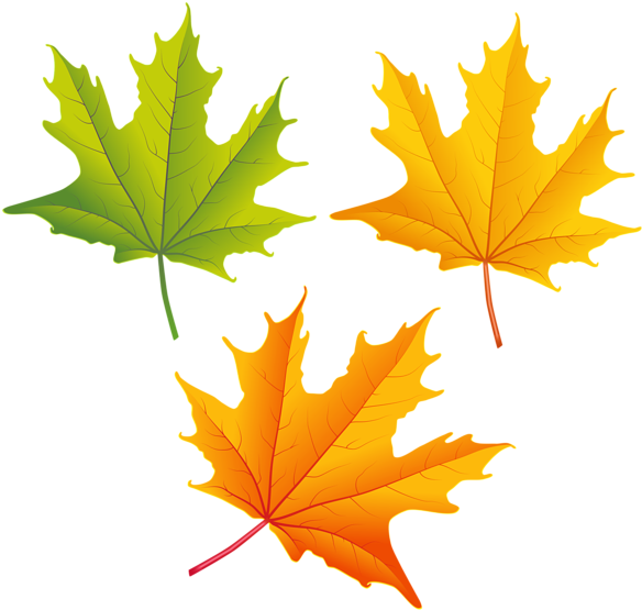 Autumn Photos Vector Leaf Free HD Image Transparent PNG Image