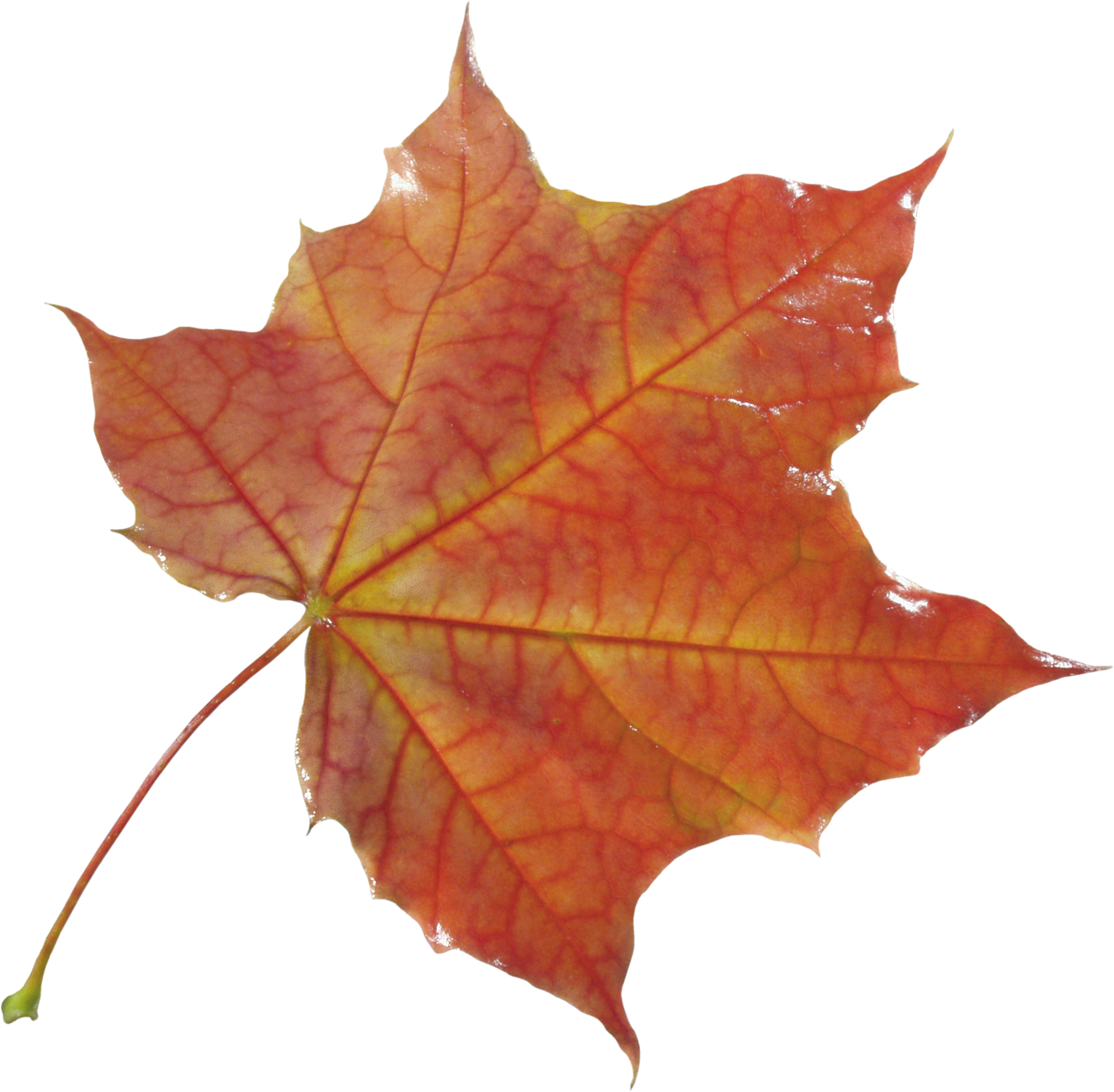 Autumn Vector Leaf Pic PNG Free Photo PNG Image