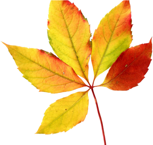 Autumn Picture Vector Leaf HD Image Free PNG Image