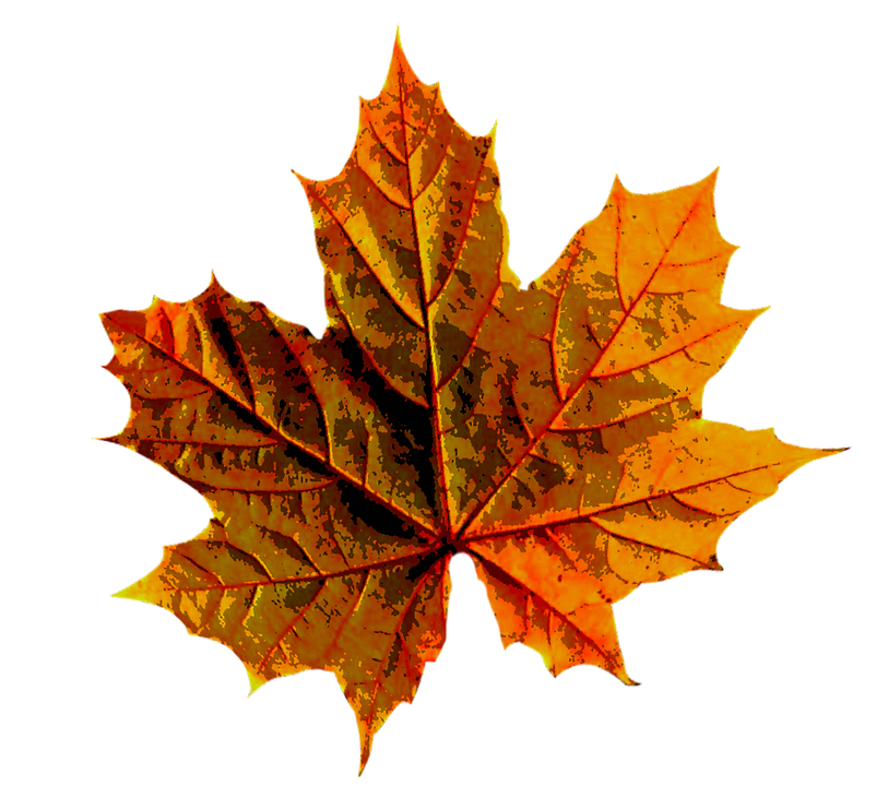 Autumn Golden Leaf Download Free Image PNG Image