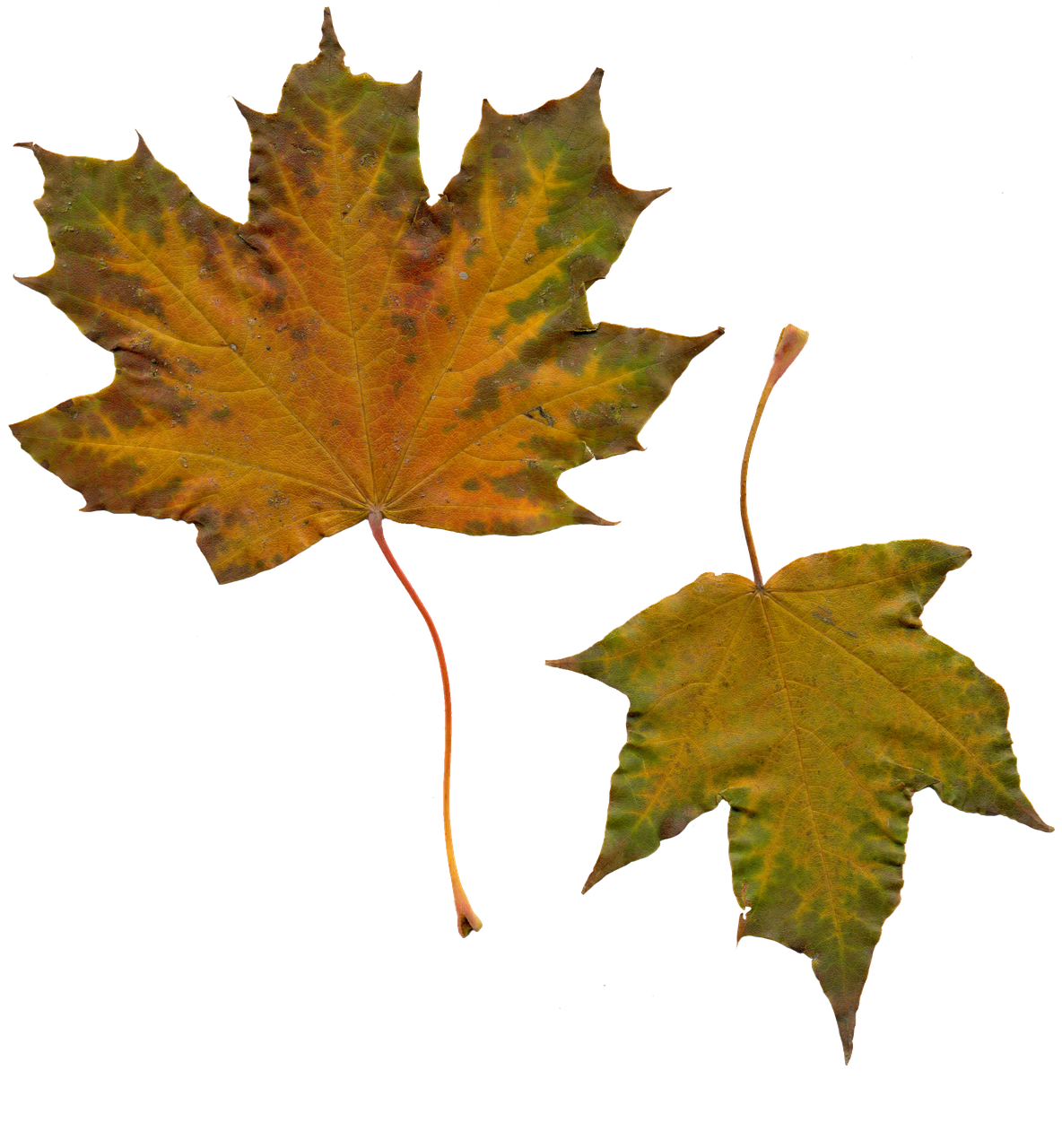 Autumn Golden Leaf Download Free Image PNG Image