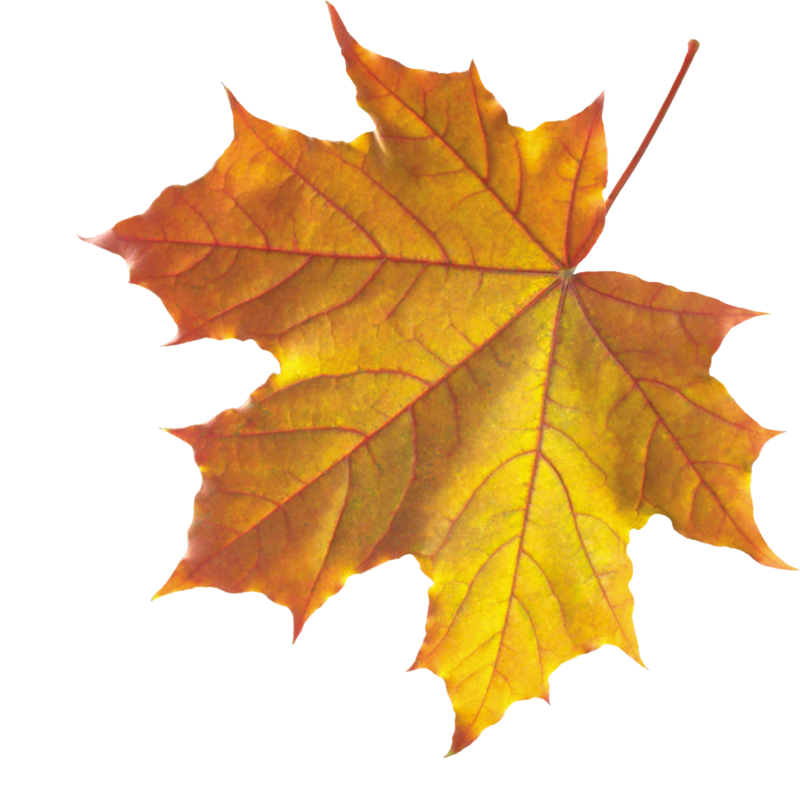 Download Realistic Autumn Fall Leaves HQ PNG Image | FreePNGImg