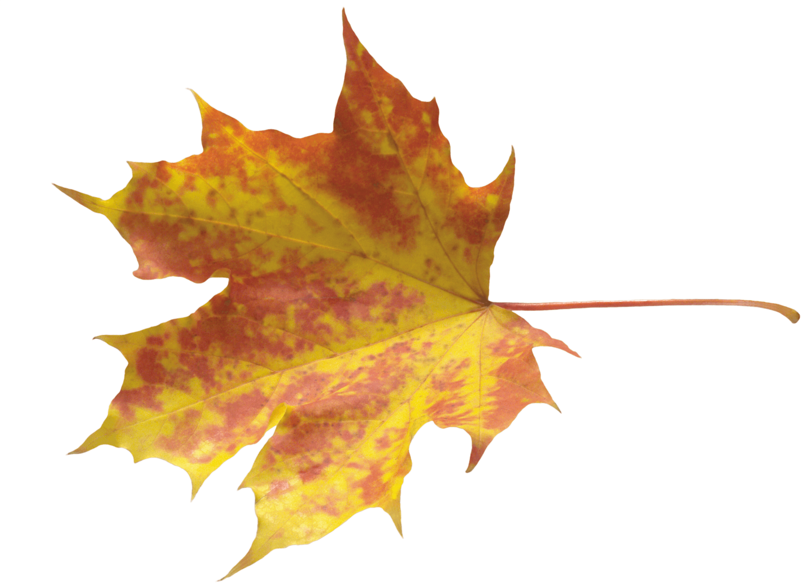 Autumn Png Leaf PNG Image
