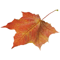 Download Autumn Png Leaf HQ PNG Image | FreePNGImg