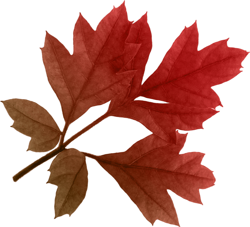 Autumn Png Leaf Transparent PNG Image