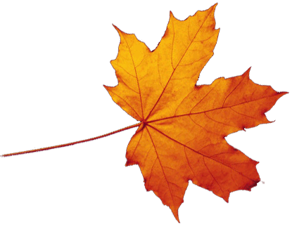 Transparent Autumn Leaves Falling PNG Image
