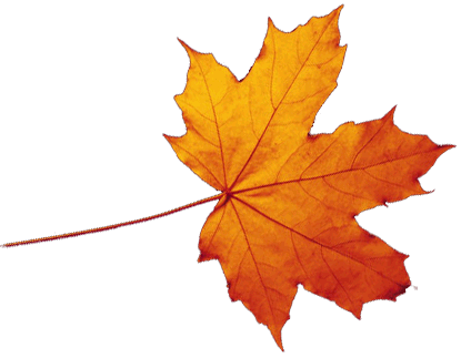 Download Transparent Autumn Leaves Falling HQ PNG Image | FreePNGImg