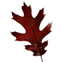 Autumn Png Leaf PNG