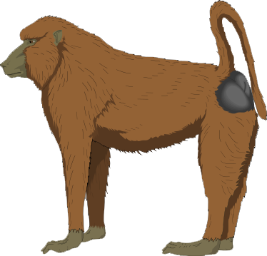Baboon Picture PNG Image