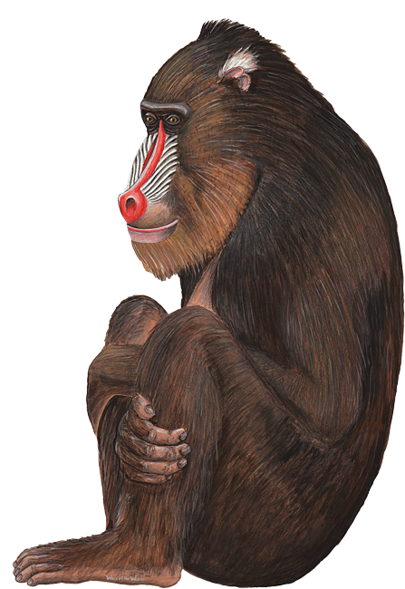 Baboon Png PNG Image