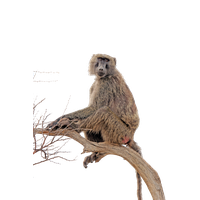 Baboon Transparent Transparent PNG Image