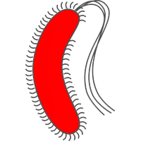 Bacteria PNG
