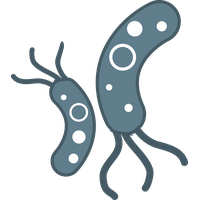 Bacteria PNG