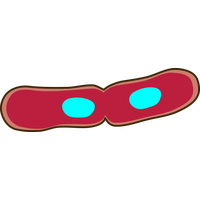 Bacteria PNG