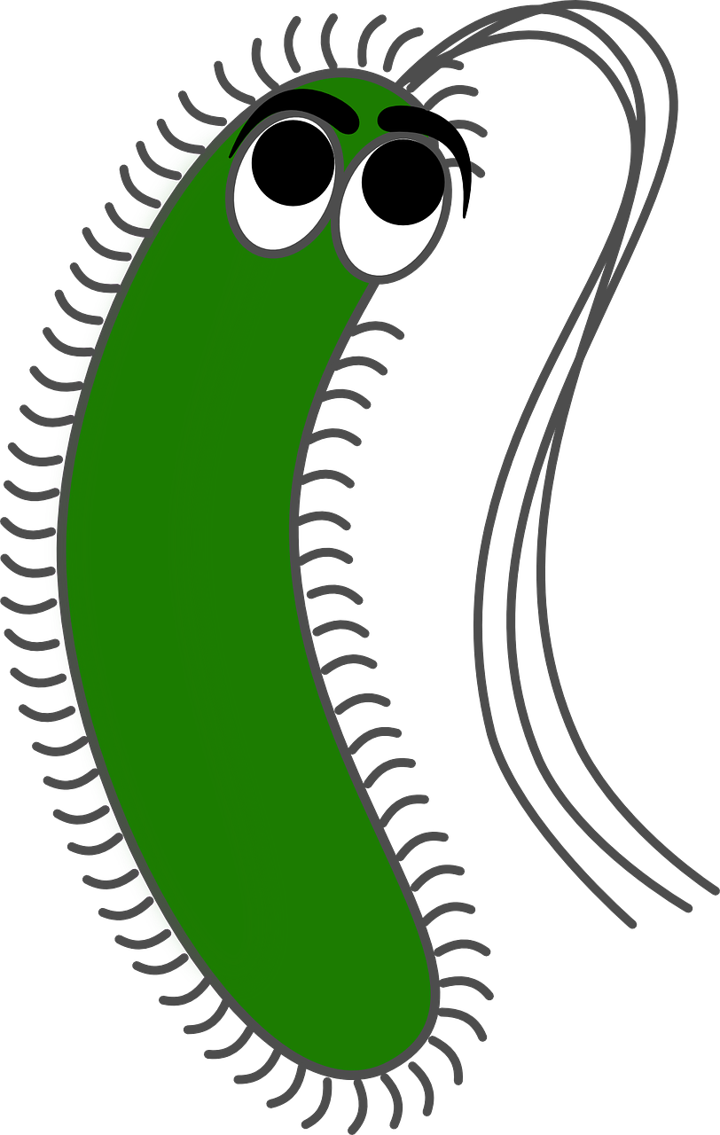 Bacteria Transparent PNG Image