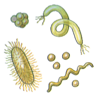 Bacteria Transparent PNG Image