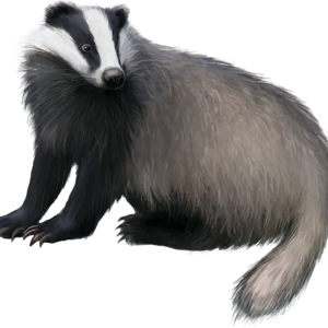 Badger Transparent PNG Image