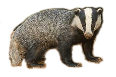 Badger Transparent PNG Image