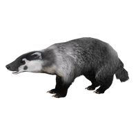 Badger PNG