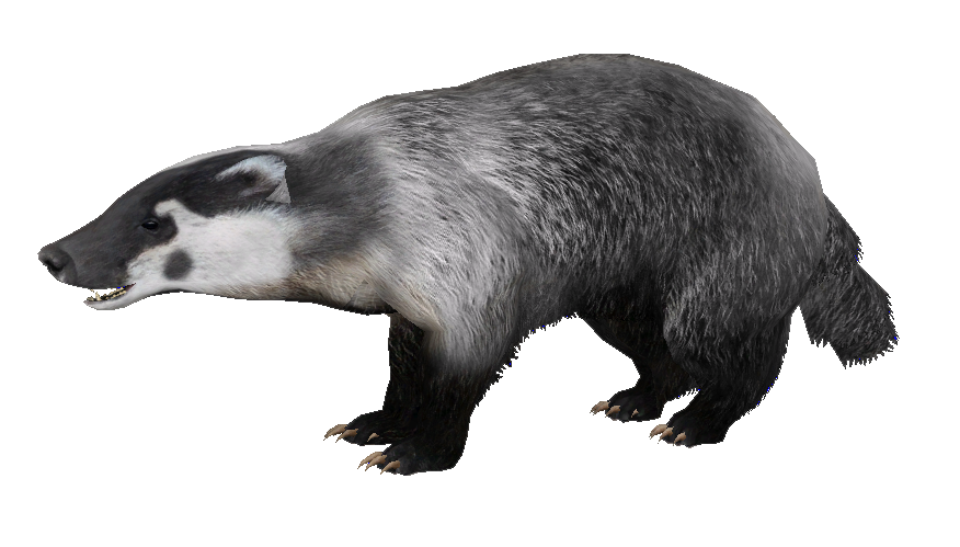 Badger Transparent PNG Image